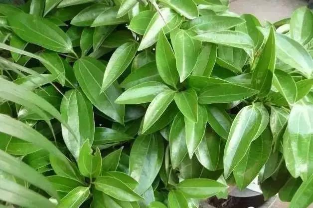 花卉焉了不要緊，這里有最全的補救措施