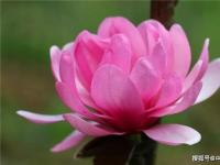 草莓&lsquo;圣誕紅&rsquo;侵權(quán)案二審宣判