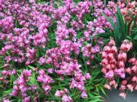 云南花企攜手助湖北花店花商復(fù)工