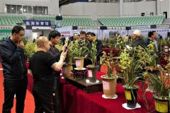 弘揚(yáng)古城文化 結(jié)交八方蘭友 花卉世界杯在臨海隆