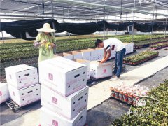 云南小盆花銷售講&ldquo;時間差&rdquo;