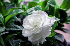 梔子花愛喝啤酒水，定期來上半瓶，葉子油綠，