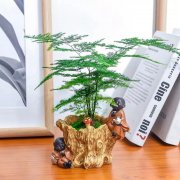 西安酒店的綠植租賃文竹一到夏天就徒長，枝條