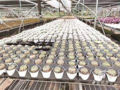 直面C端，生產(chǎn)者必由之路？