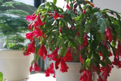 蟹爪蘭長花苞的時候 做好這幾步 不掉苞 開花又