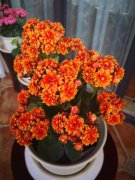 長壽花不長花苞？這樣做，滿枝頭都是花苞！