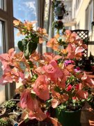 &ldquo;辣手摧花&rdquo;三角梅，虐待越狠 越愛開花！