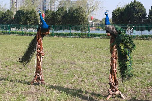 西安未央湖游樂園一角|陜西省花卉協(xié)會