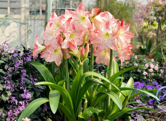 西安酒店花卉租賃朱頂紅怎么養(yǎng)護(hù)？如何讓它復(fù)花，爆花？