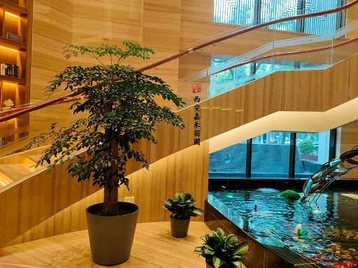 西安酒店綠植租賃價(jià)格|西安嘉禾苗圃
