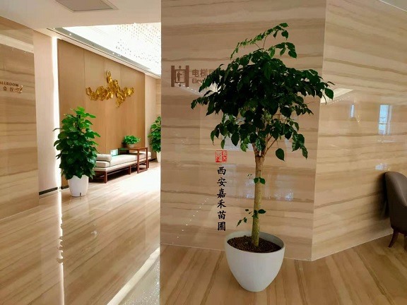 西安酒店綠植租賃布置|西安嘉禾苗圃