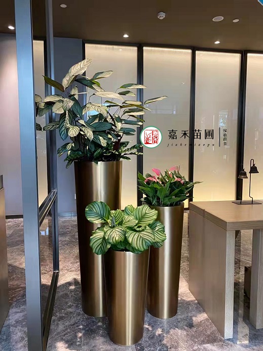 西安酒店綠植租賃價(jià)格|西安嘉禾苗圃