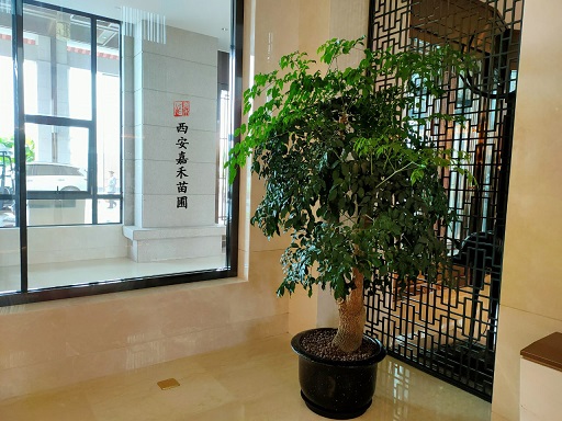 西安酒店花卉租擺公司|西安嘉禾苗圃