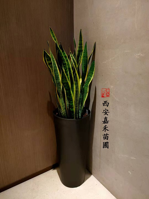 西安酒店綠植租擺公司|西安嘉禾苗圃