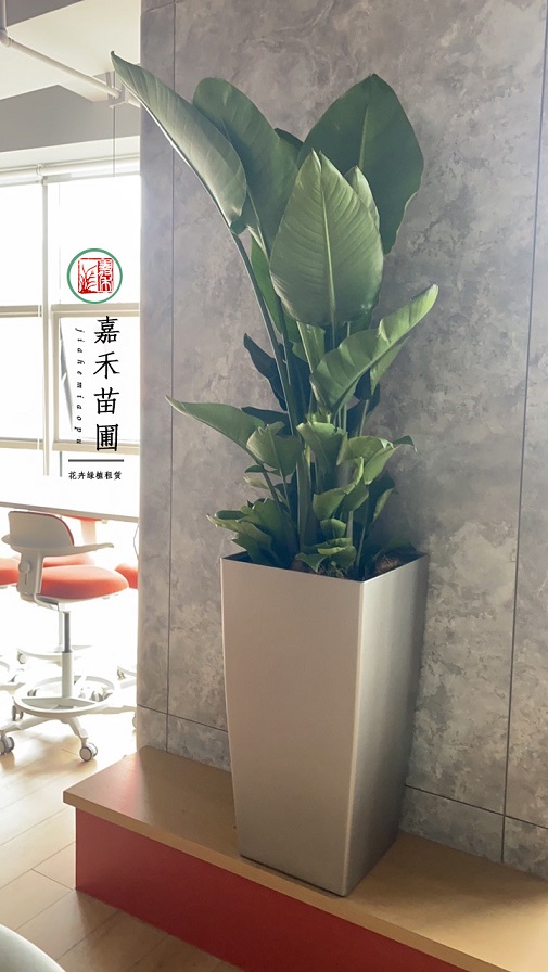 西安酒店綠植租賃電話|15202909185西安嘉禾苗圃