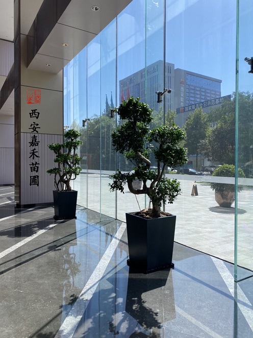 西安酒店花卉租擺廠(chǎng)家電話(huà)|15202909185西安嘉禾苗圃