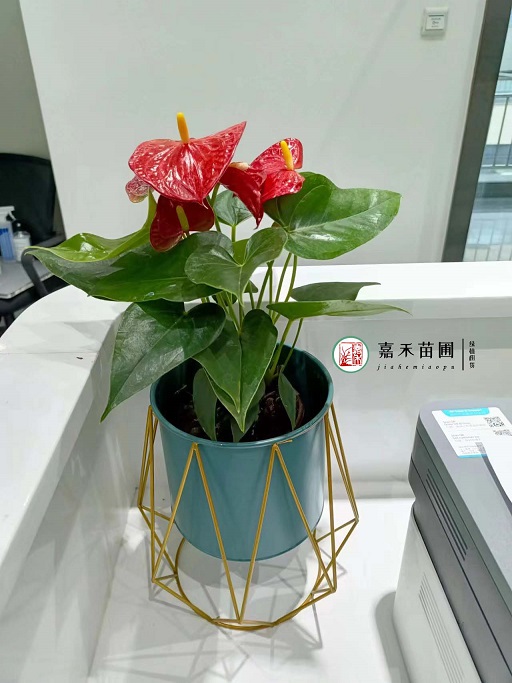 西安花卉租賃案例|西安嘉禾苗圃