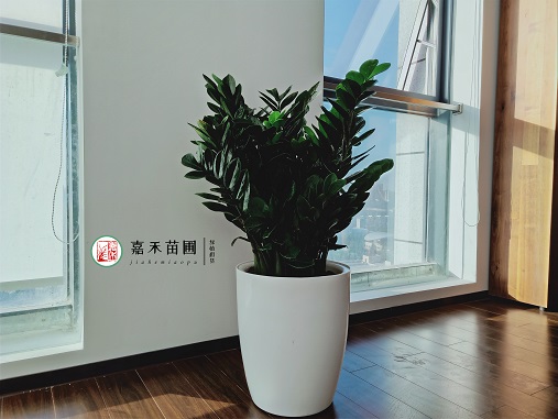 西安綠植租賃推薦|金錢樹的養(yǎng)護方法和注意事項