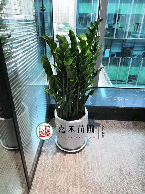 西安植物租賃公司|西安嘉禾苗圃