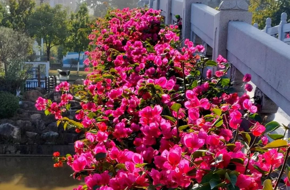 西安綠植租賃推薦|西安嘉禾苗圃