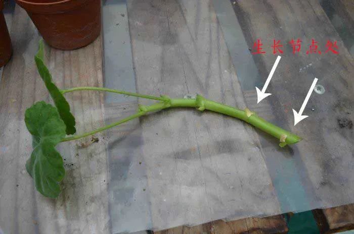 夏天易熱死的4種花，現(xiàn)在抓緊扦插備份，別等到晚了！