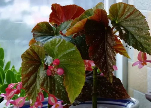 冬季竹節(jié)海棠怎么養(yǎng)？牢記這幾點，安全越冬!