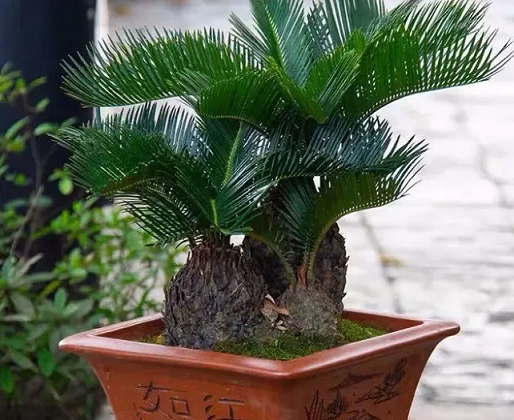 家養(yǎng)四種&ldquo;守家樹&rdquo;，宅運旺盛保平安，越養(yǎng)越吉祥，傳世之寶！