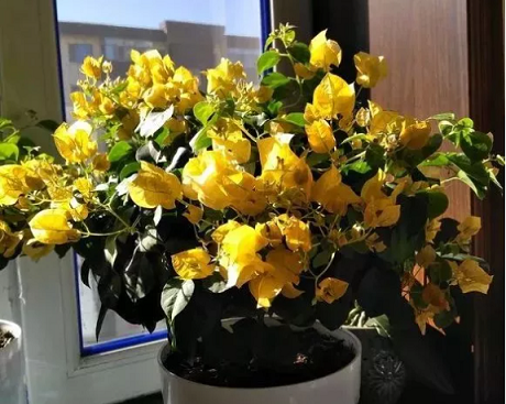 三角梅冬天易凍傷，這4點不可不知，來年輕松開爆花