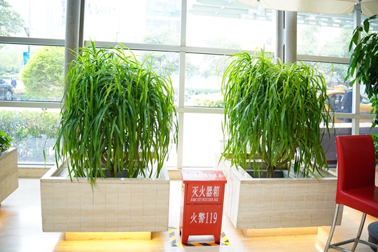 從大堂到套房：用綠植租賃重塑星級(jí)酒店的呼吸美學(xué)