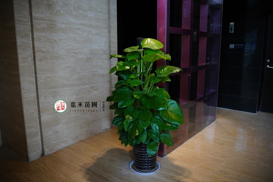 西安綠植租賃公司|西安嘉禾苗圃