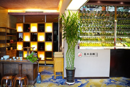 西安高新區(qū)綠植租賃公司|西安嘉禾苗圃