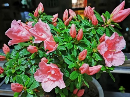 杜鵑換盆后嘩啦啦掉葉子怎么回事？