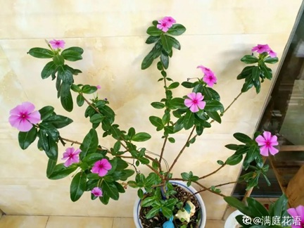 藍(lán)雪花和長春花修剪技巧！