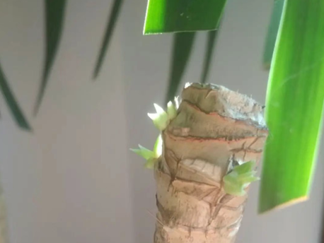 龍血樹砍頭后，變成爆炸頭！