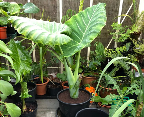 象耳芋大塊莖，快速養(yǎng)成室內(nèi)大型觀葉植物