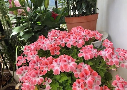 養(yǎng)花總黃葉？掌握4個(gè)澆水秘訣，根壯葉肥開花旺