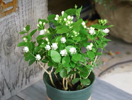 花市買的茉莉花，為何總是滿頭花苞？原來方法如此簡單