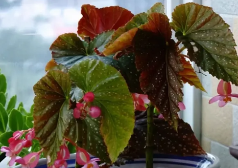 冬季竹節(jié)海棠怎么養(yǎng)？牢記這幾點(diǎn)，安全越冬!