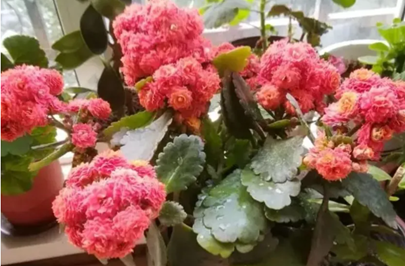 長壽花開花期間，別做5件事，不然落花又掉苞，看著就心疼！