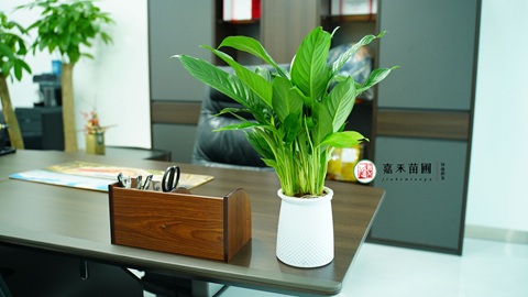 白掌也叫&ldquo;一帆風(fēng)順&rdquo;，室內(nèi)養(yǎng)避開&ldquo;4怕&rdquo;，不長黃葉子，開花不斷