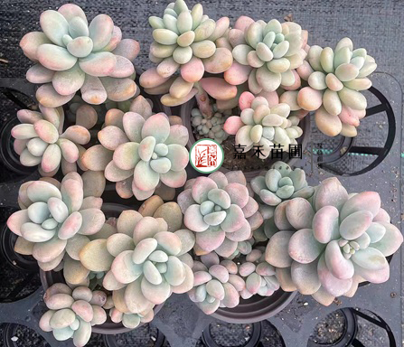 多肉總不長側(cè)芽？3個小方法，讓&ldquo;單頭&rdquo;變&ldquo;多頭&rdquo;